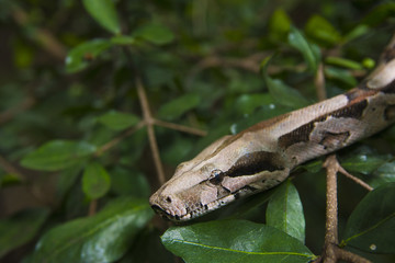 snake