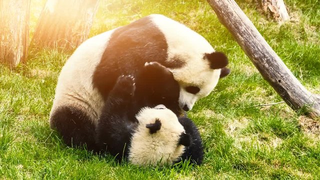 Panda bear playing with her baby. Animal background