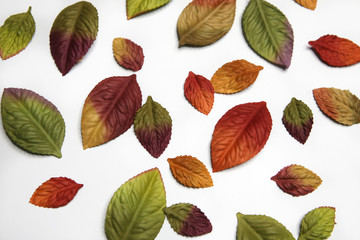 Obraz premium Scattered leaves in fall colors