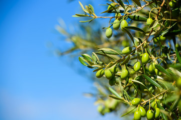 Olives on the tree against blue sky
