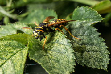 Wasp on green leafs