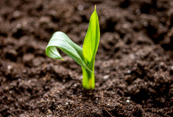 Concept appearance of life - sprout from soil close up