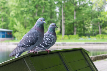 Two doves sitting on the edge of an upturned boat.