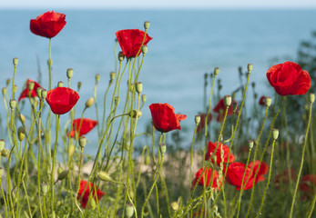 Red poppies near sea