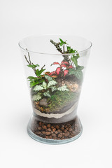 Plant arrangement in a glass vase (terrarium) 