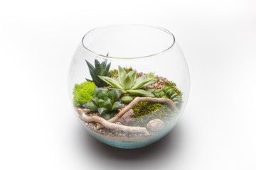 Succulent arrangement in a glass vase (terrarium)
