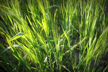 Agricoltura Biologica