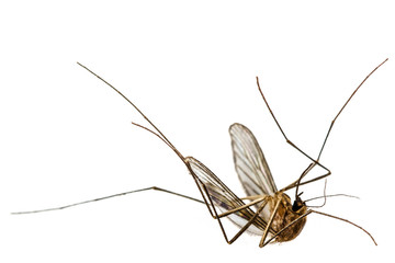 The dead mosquito,  isolated on white background