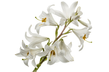 Naklejka na ściany i meble Flower of white lily, isolated on white background