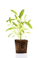 Sage plant with roots isolated over white