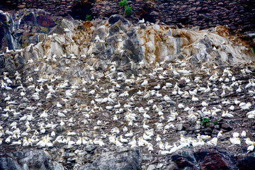Northern gannets, Bass Rock, Scotland