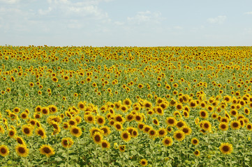 Sunflower field against the sky  