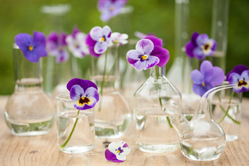 pansy flowers in chemical glassware, table decoration in garden