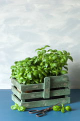 fresh basil herbs in rustic container