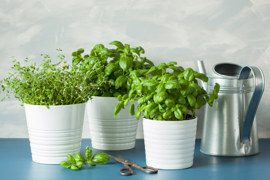 fresh basil and thyme herbs, watering can
