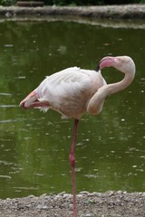 flamingo