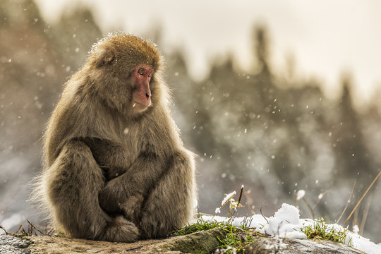Snow monkeys of Jogokudani valley, Nakano, Nagano prefecture, Japan.