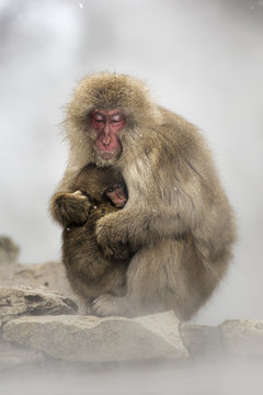 Snow monkeys of Jogokudani valley, Nakano, Nagano prefecture, Japan..