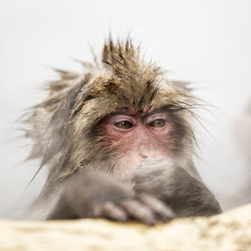 Snow monkeys of Jogokudani valley, Nakano, Nagano prefecture, Japan.