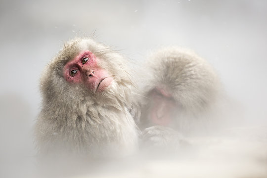 Snow monkeys of Jogokudani valley, Nakano, Nagano prefecture, Japan.