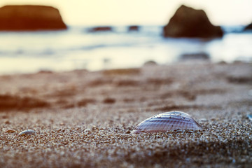 A white seashell in the sand overlooking the ocean