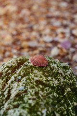 A pink seashell setting on a moss covered stone on the beach 