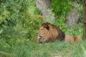 Naklejka premium lions