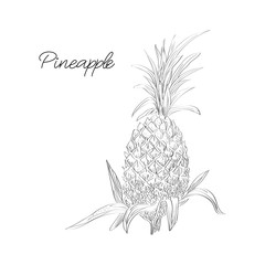 Vector drawn pineapple in a sketch style. Exotic collection.