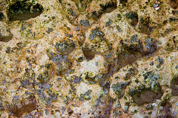 Calcified barnacles covering the rocks along the beaches of Lagos, Portugal