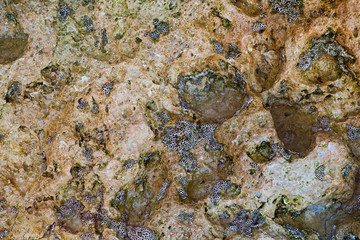 Calcified barnacles covering the rocks along the beaches of Lagos, Portugal