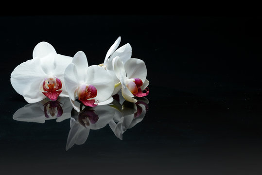 Fototapeta Orchid flowers on black