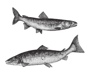 Huchen above and Atlantic salmon below / vintage illustration 