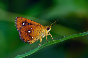 Fototapeta premium Common Chestnut Bob or Iambrix salsala on blade with green background.