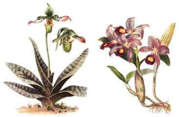 Orchid - left Paphiopedilum venustum and right Cattleya Skinneri / vintage illustration  © Hein Nouwens