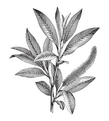 Crack Willow (Salix fragilis) male branch / vintage illustration 