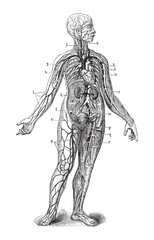 Fototapeta na wymiar Human anatomy / vintage illustration
