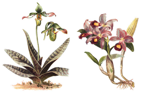 Orchid - left Paphiopedilum venustum and right Cattleya Skinneri / vintage illustration 