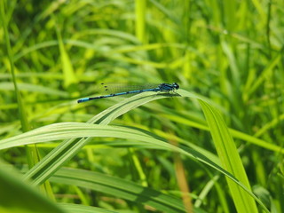 Blaue Federlibelle im Ufer-Liliendickicht