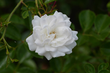 white rose