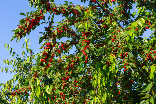 Cherry Trees - Kirschbäume in Wiesbaden-Frauenstein. 19. Juni 2017. 