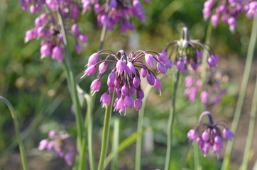 Цветущий лук Allium cernuum