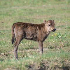 Calf in a field in Camargue, wild bulls 