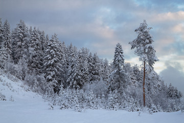 winter forest covered with snow at sunset