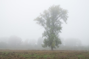 Obraz na płótnie Canvas there is lonely tree in the foggy meadow in autumn