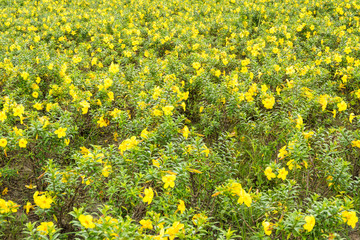 Obraz premium Yellow flowers garden
