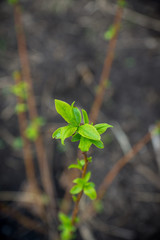 Branches of cherry bush with new leaves. Selective focus.