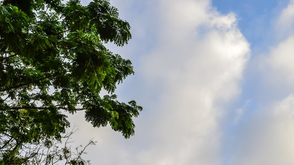 Pine Trees on the Beach