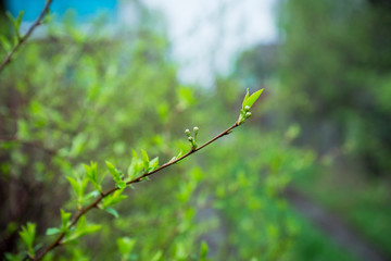 Branches of cherry bush with new leaves. Selective focus.