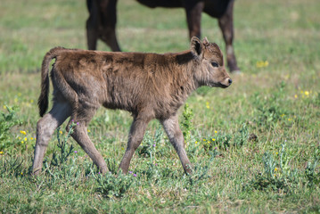 Calf in a field in Camargue, wild bulls 