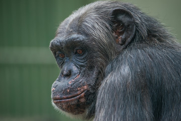 Chimpanzee portrait close up at open resort